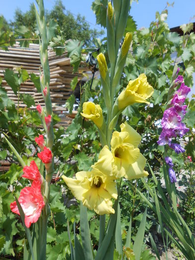 DSCN0892 - gladiole