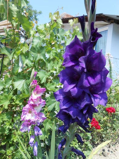 DSCN0893 - gladiole