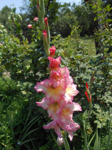 DSCN0900 - gladiole