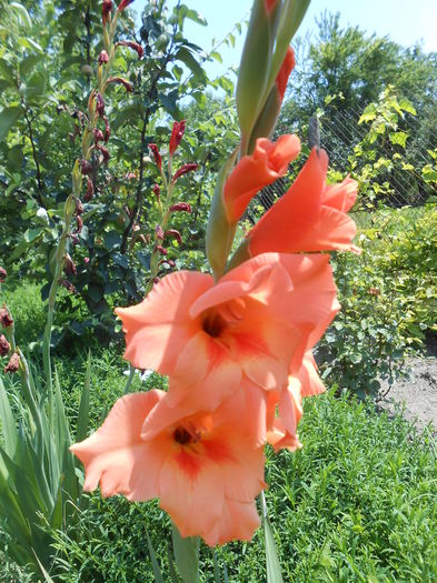 DSCN0901 - gladiole