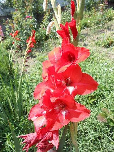 DSCN0902 - gladiole