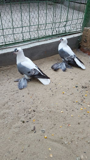 Pereche Randunele 2016.Dnu Ovidiu Cornel Loc.BUCURESTI - 8___-PERSOANE CU CARE AM COLABORAT- VANZARI