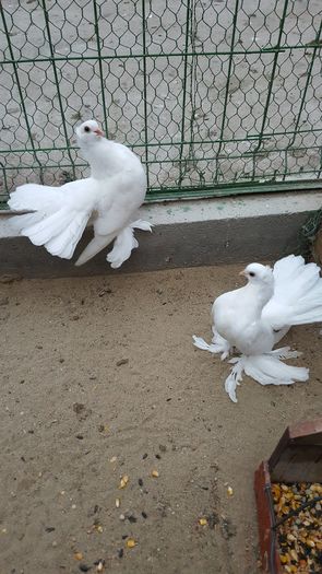 Pereche Siberieni 2016 Dnu Ovidiu Cornel Loc.BUCURESTI - 8___-PERSOANE CU CARE AM COLABORAT- VANZARI