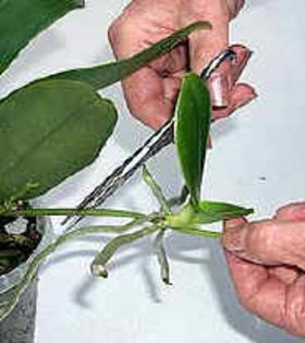 Cut-Keiki-on-Orchid - PASTA KEIKI ORHIDEE