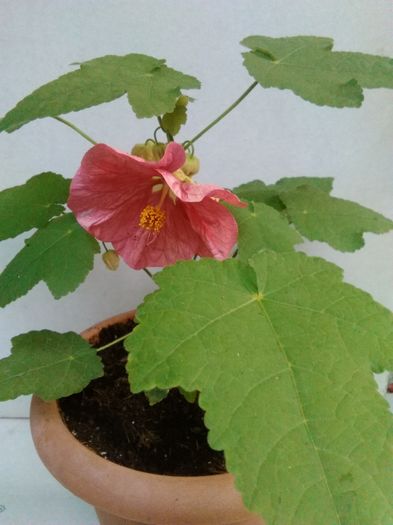 abutilon Cindy