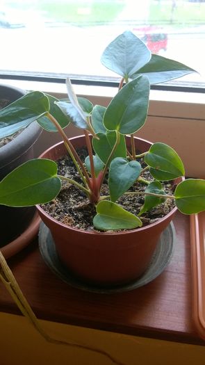 Anthurium mini