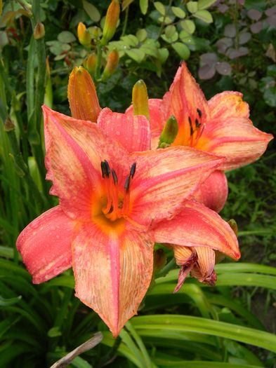 Summer wine - Hemerocallis 2016