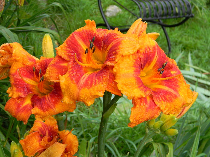 Tigger - Hemerocallis 2016