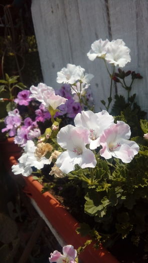 20160704_132132 - Muscate si alte plante