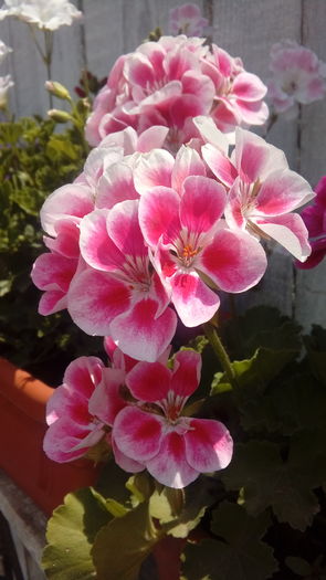 20160704_132139 - Muscate si alte plante