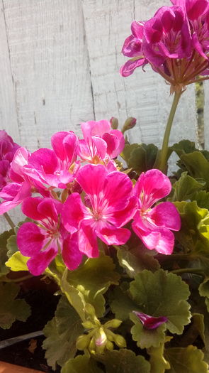 20160704_132149 - Muscate si alte plante