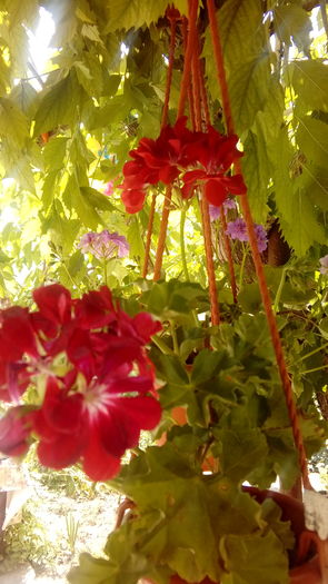 20160704_132220 - Muscate si alte plante