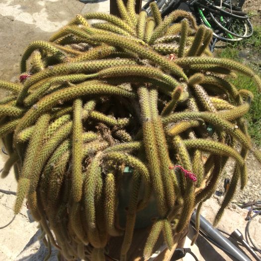 image - Cactusi 2016
