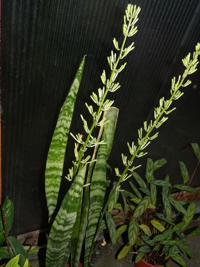 DSCN1660 - 2016 URIASUL PARFUMAT SI SANSEVIERIA