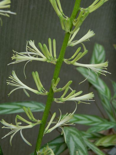 DSCN1672 - 2016 URIASUL PARFUMAT SI SANSEVIERIA