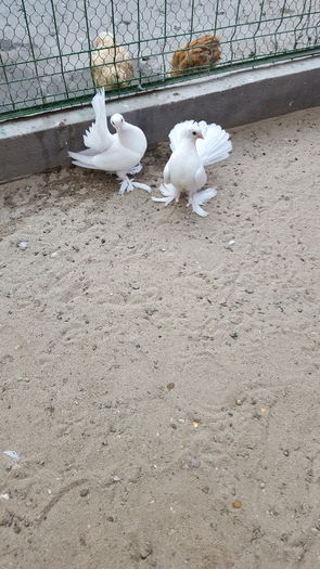 Pereche Siberieni 2016 Dnu.Gheara Marin Loc.BRADESTI.Jud.Dolj - 8___-PERSOANE CU CARE AM COLABORAT- VANZARI