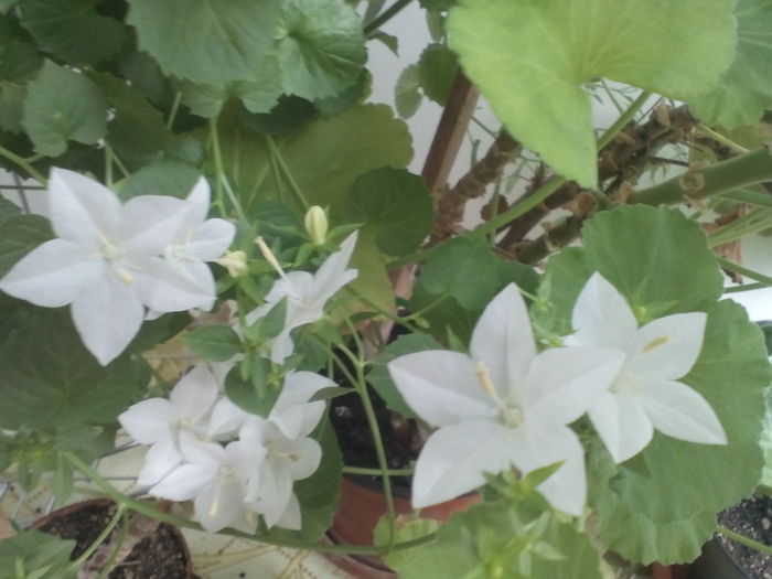 IMG_20160703_164047 - Campanula Carpatica