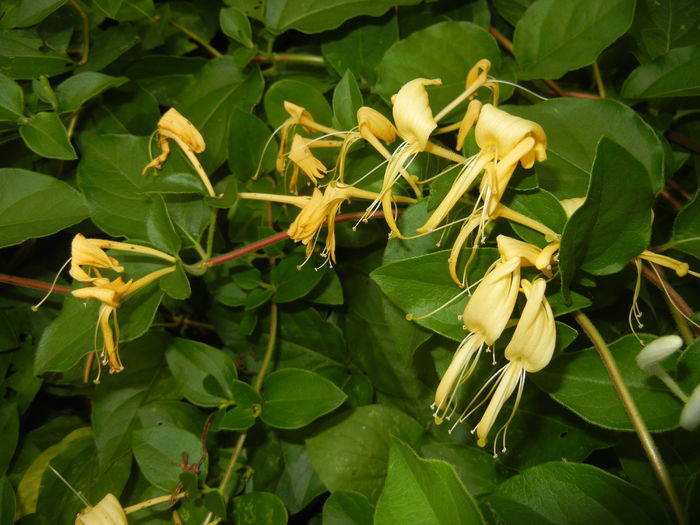 Lonicera japonica (2016, June 12)