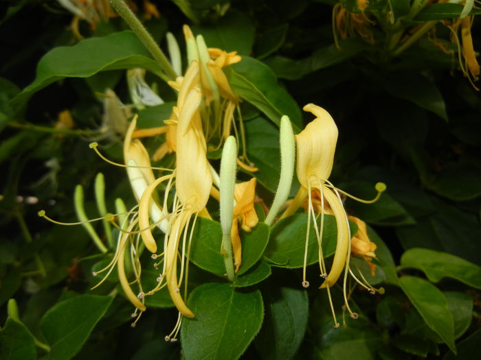 Lonicera japonica (2016, June 12) - LONICERA Japonica