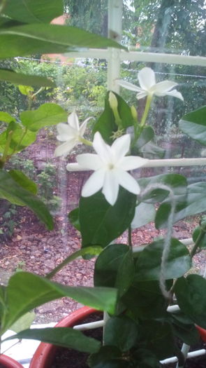 IMG_20160704_170310 - Jasmin sambac Gardenii 2016 si Cestrum