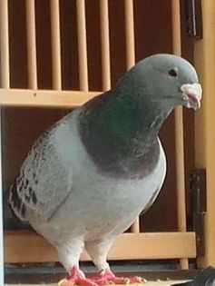 PAZNICUL---2015 - PENTRU CRESCATORII CARE SE RESPECTA