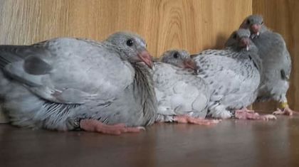 viitorul ---2017 - PENTRU CRESCATORII CARE SE RESPECTA