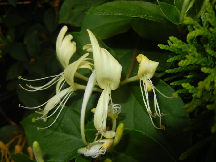 Lonicera japonica (2016, June 12) - LONICERA Japonica