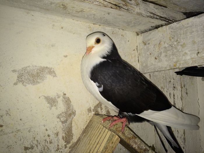 1464 femelă 2016 căzătoare