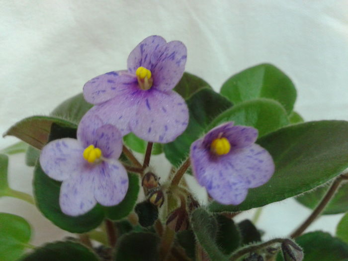 Fotografie0847 - VIOLETE_A