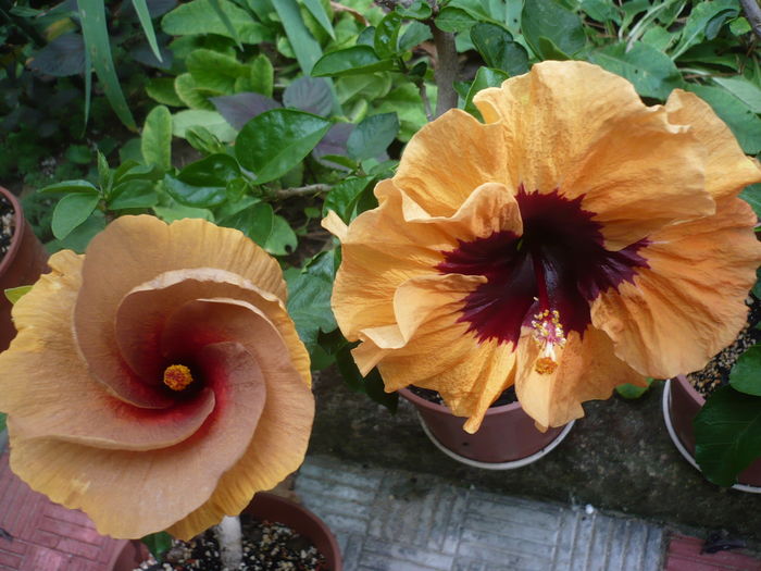 P1270902 - HIBISCUSI 2016-3