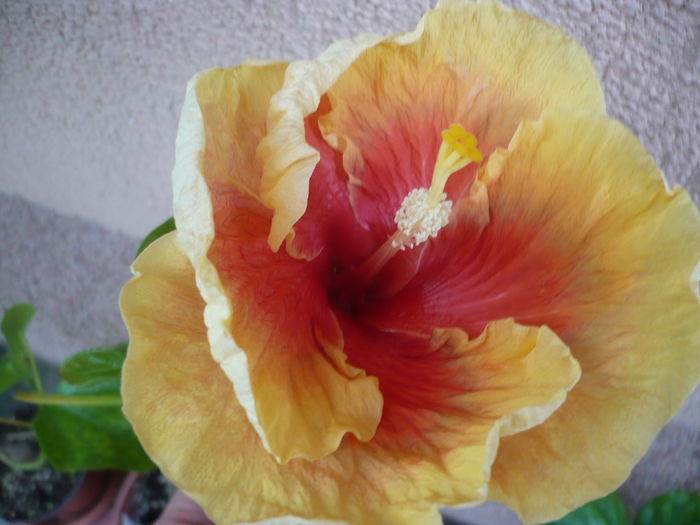 04.07.2016 - HIBISCUSI 2016-3