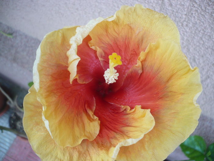 P1270906 - HIBISCUSI 2016-3