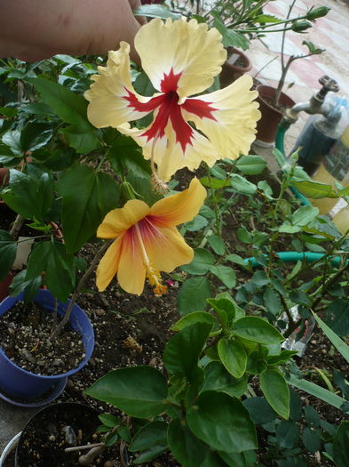 P1270907 - HIBISCUSI 2016-3