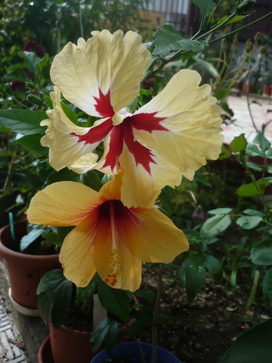 P1270910 - HIBISCUSI 2016-3