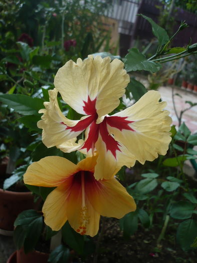 P1270911 - HIBISCUSI 2016-3