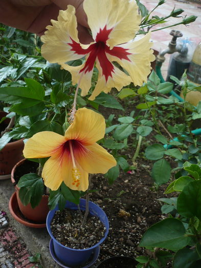 P1270912 - HIBISCUSI 2016-3