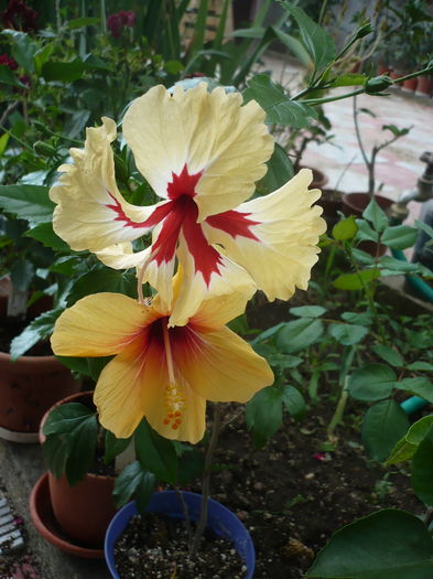 P1270913 - HIBISCUSI 2016-3