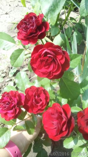  - mini roze