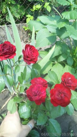  - mini roze