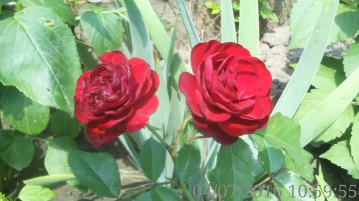  - mini roze