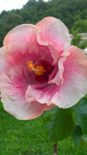 WP_20160704_18_24_05_Pro - Hibiscus Rebellious Lady