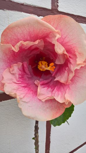 WP_20160704_17_08_38_Pro - Hibiscus Rebellious Lady