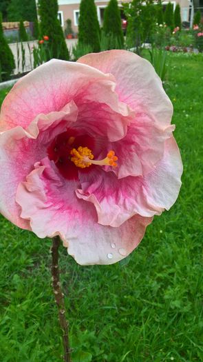 WP_20160704_18_23_42_Pro - Hibiscus Rebellious Lady