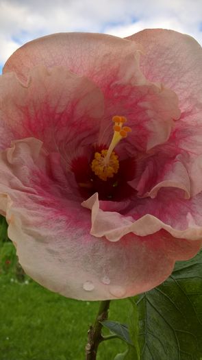 WP_20160704_18_23_56_Pro - Hibiscus Rebellious Lady