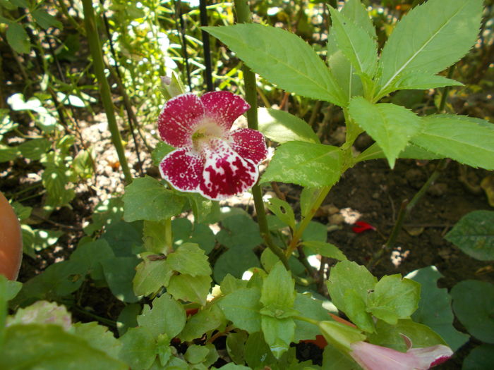 DSCN5615 - Gradina mea 2016