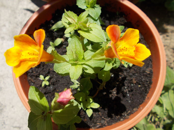 DSCN5616 - Gradina mea 2016