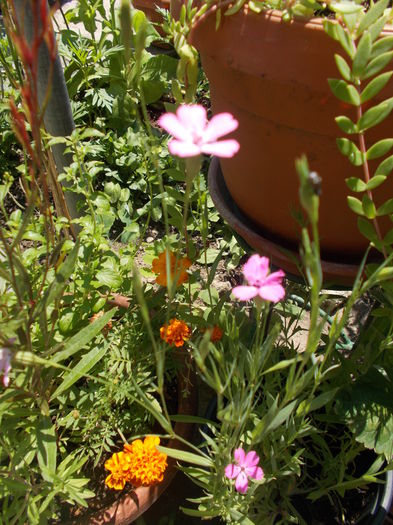 DSCN5618 - Gradina mea 2016