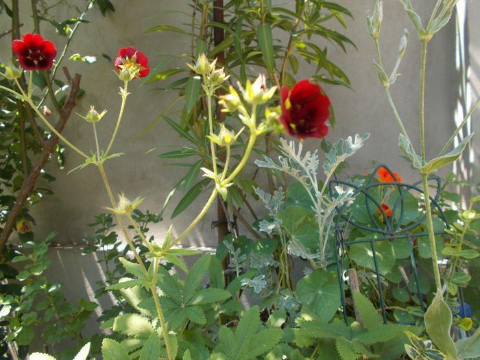 DSCN5619 - Gradina mea 2016