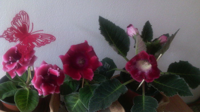 Gloxinia grup - 1GLOXINIA-2016