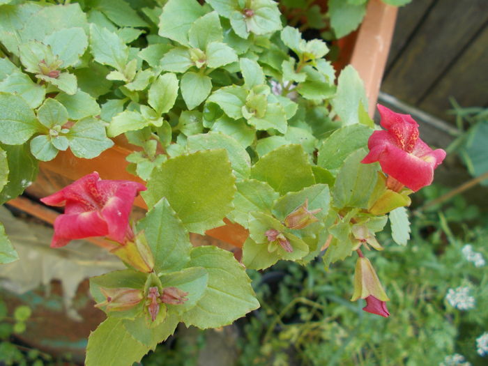 DSCN5627 - Gradina mea 2016